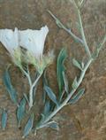 Convolvulus acanthocladus